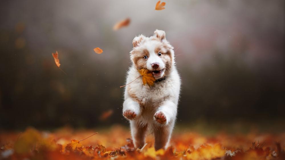 Happy puppy wallpaper