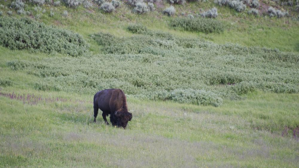 Majestic Bison Grazing in Nature's Embrace wallpaper