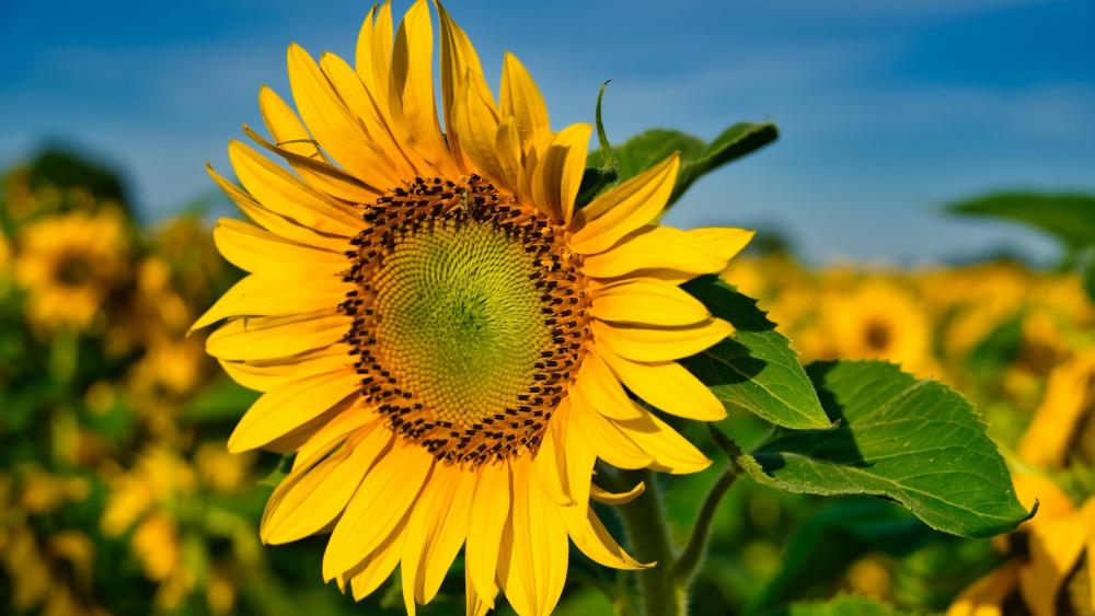 Vibrant Sunflower in Bloom Above a Field of Gold wallpaper