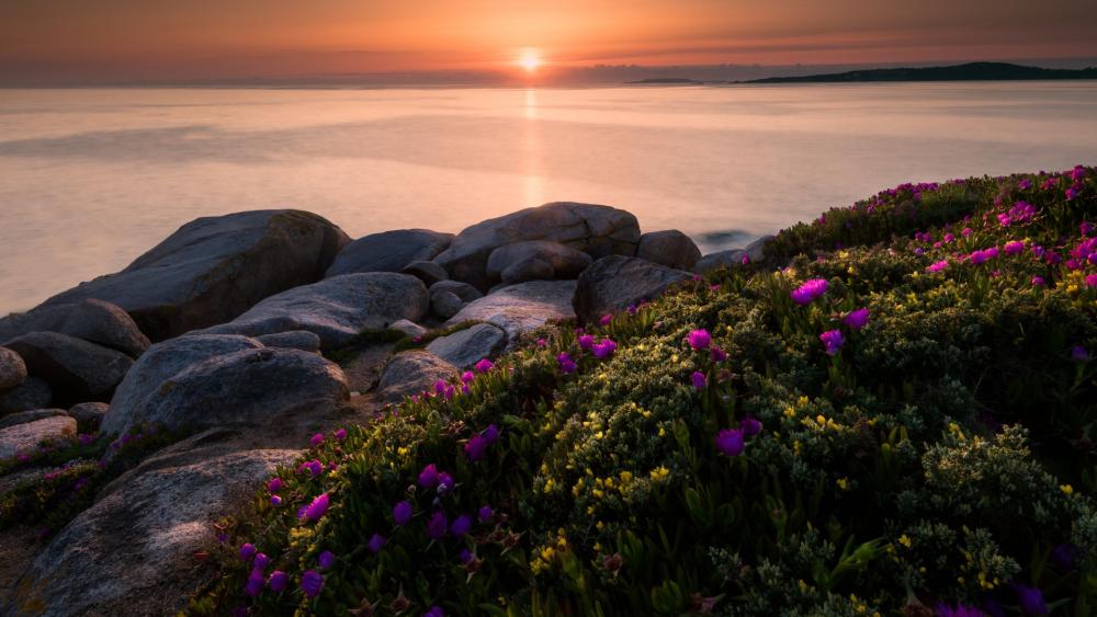 Tranquil Sunset Over Blossoming Coastal Rocks wallpaper