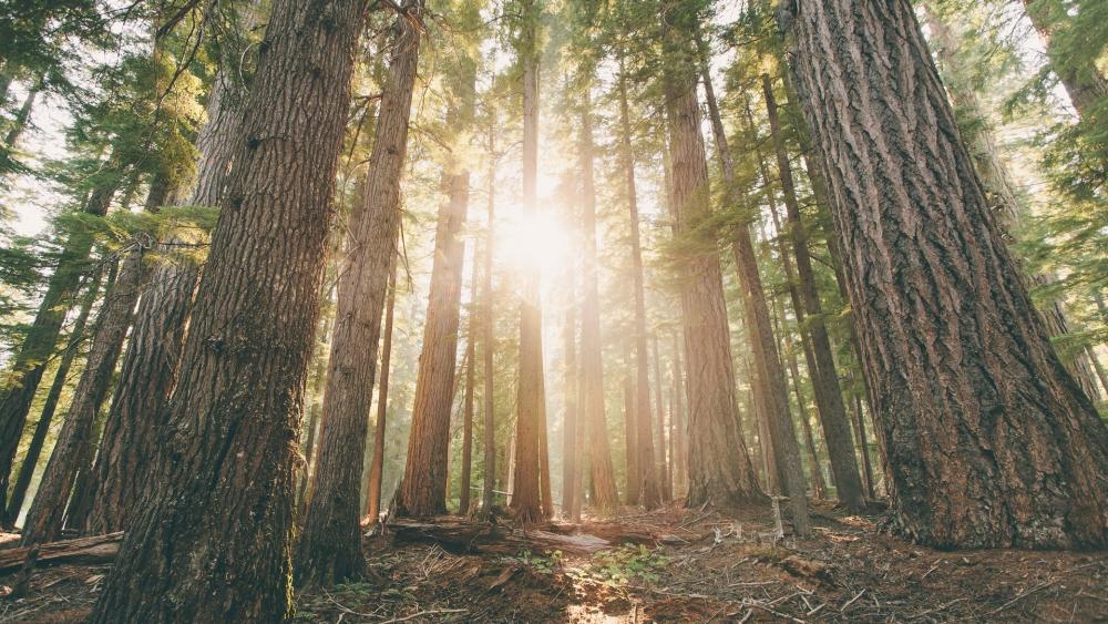 Majestic Forest Light wallpaper