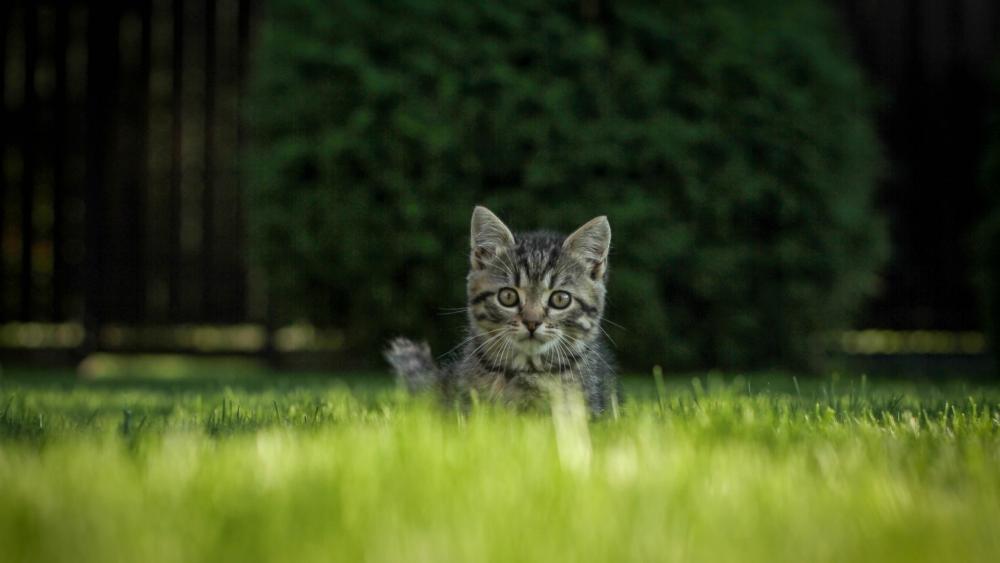 Cat in the grass wallpaper