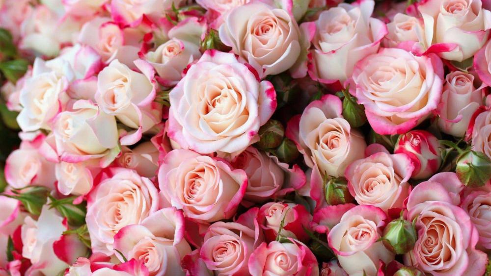 Rose bouquet wallpaper