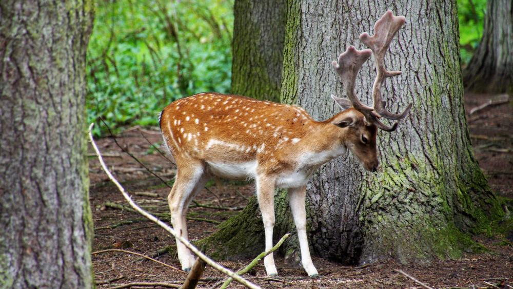 Deer foraging wallpaper