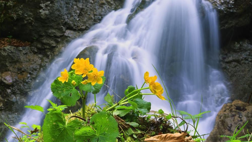 Wallpaper from nature category