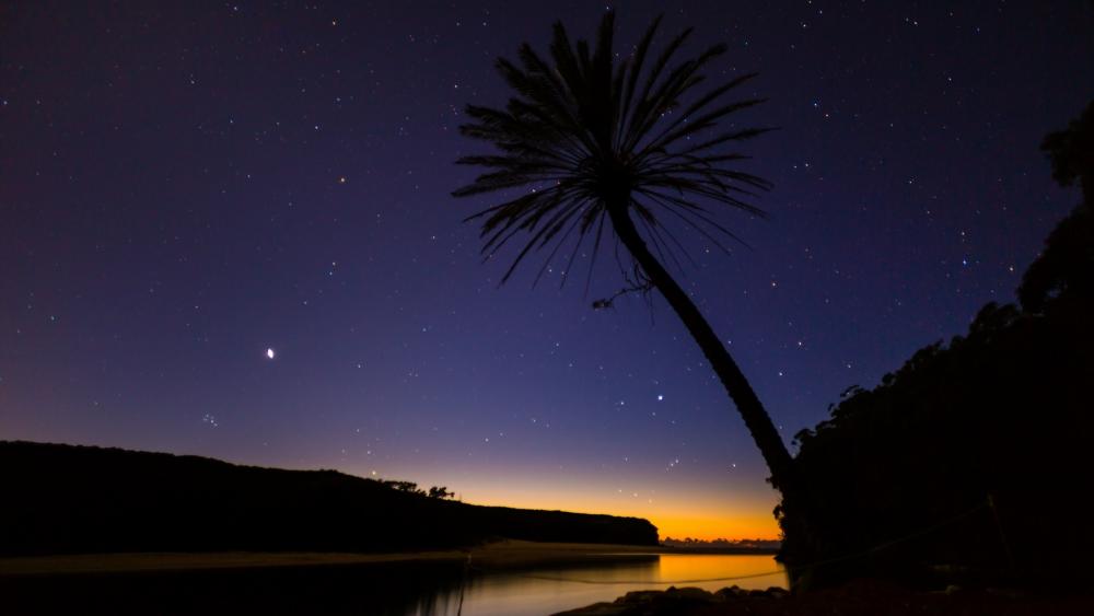 Palm tree silhouette with the starry night sky wallpaper