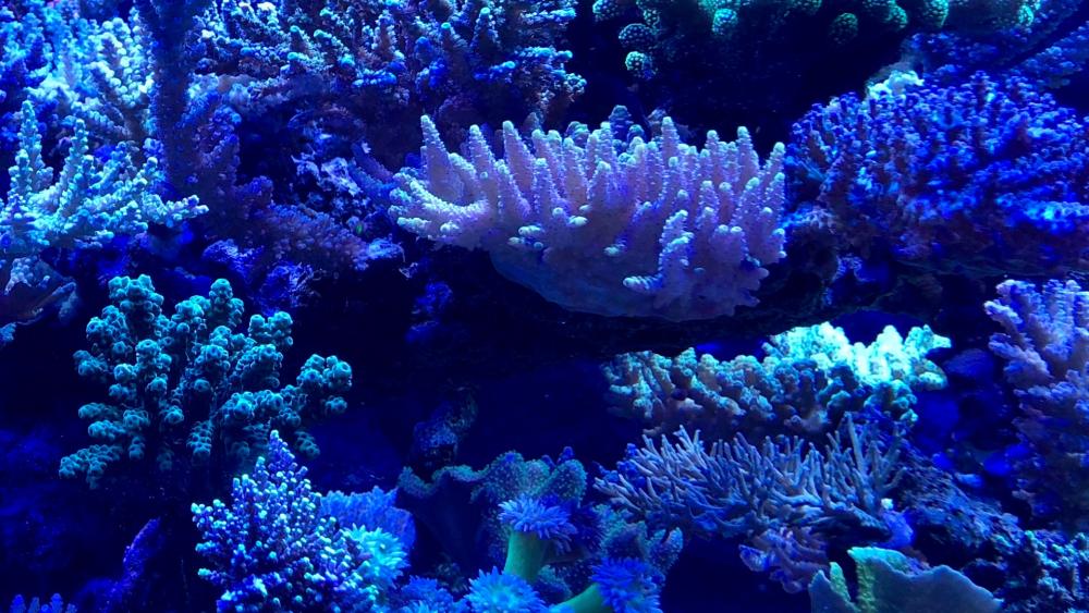 Blue corals wallpaper