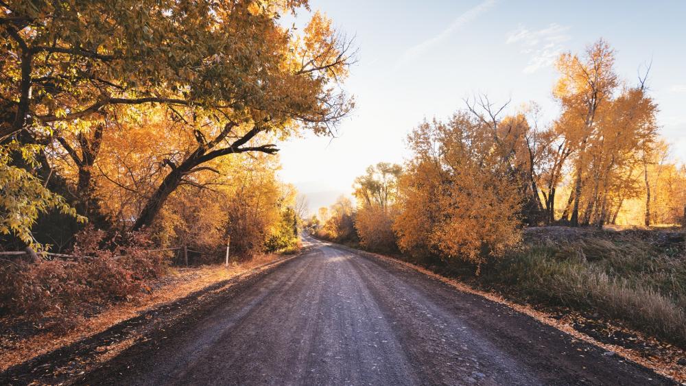 Golden Autumn Pathway in Nature's Embrace wallpaper