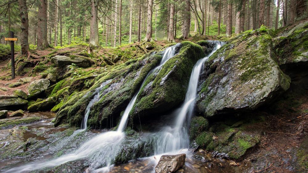 Tranquil Forest Stream Flowing Gently Through Mossy Rocks wallpaper