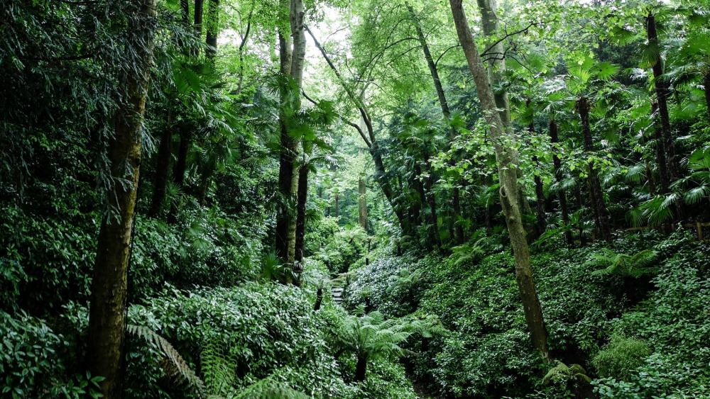 Lush Green Forest Serenity wallpaper