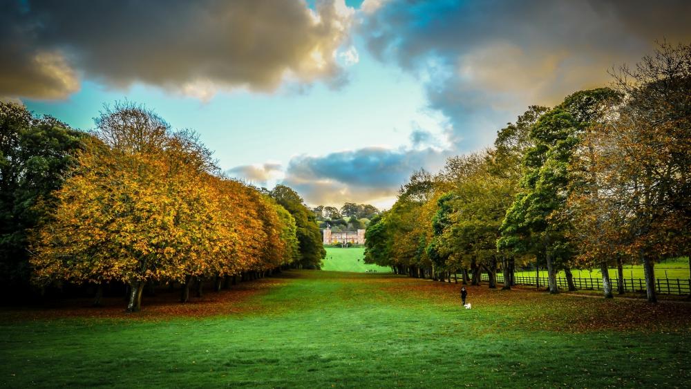 Serene Autumn Pathway in Nature's Embrace wallpaper