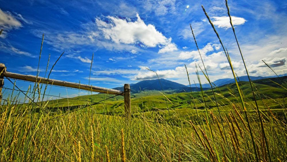 Serene Meadow Under a Vast Sky wallpaper