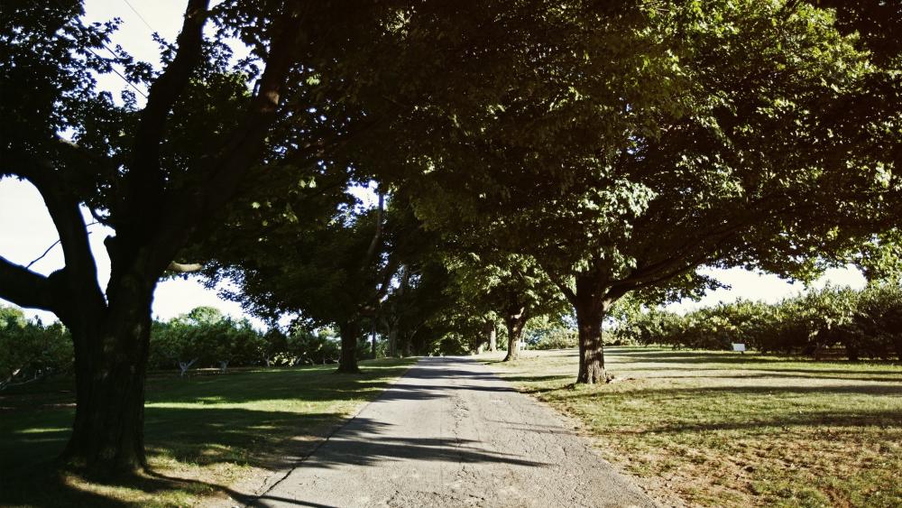 Serene Pathway Through Lush Green Trees wallpaper