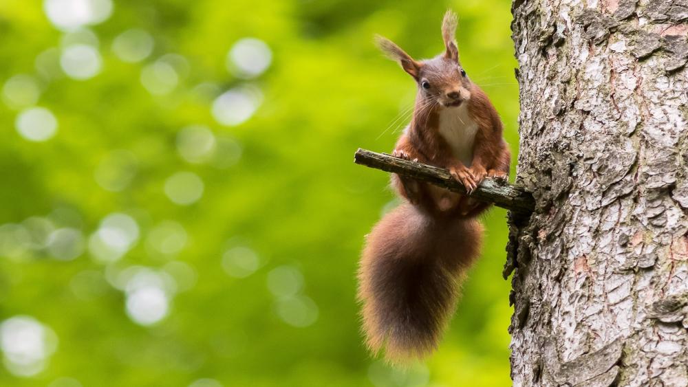 Squirrel on a twig wallpaper