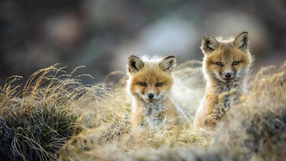 Fox cubs wallpaper