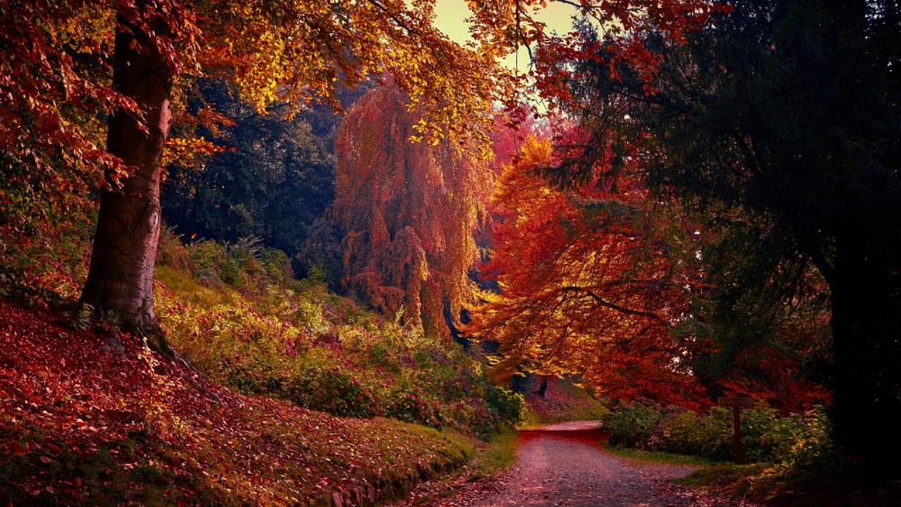 Colorful autumn park wallpaper