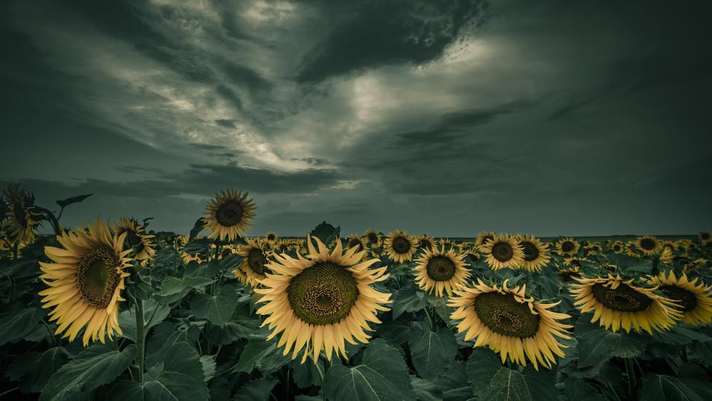 Cloudy sunflower field wallpaper