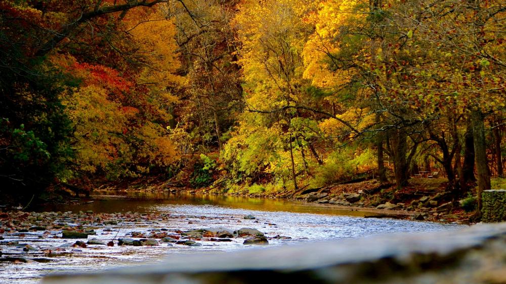River in an a fall forest wallpaper