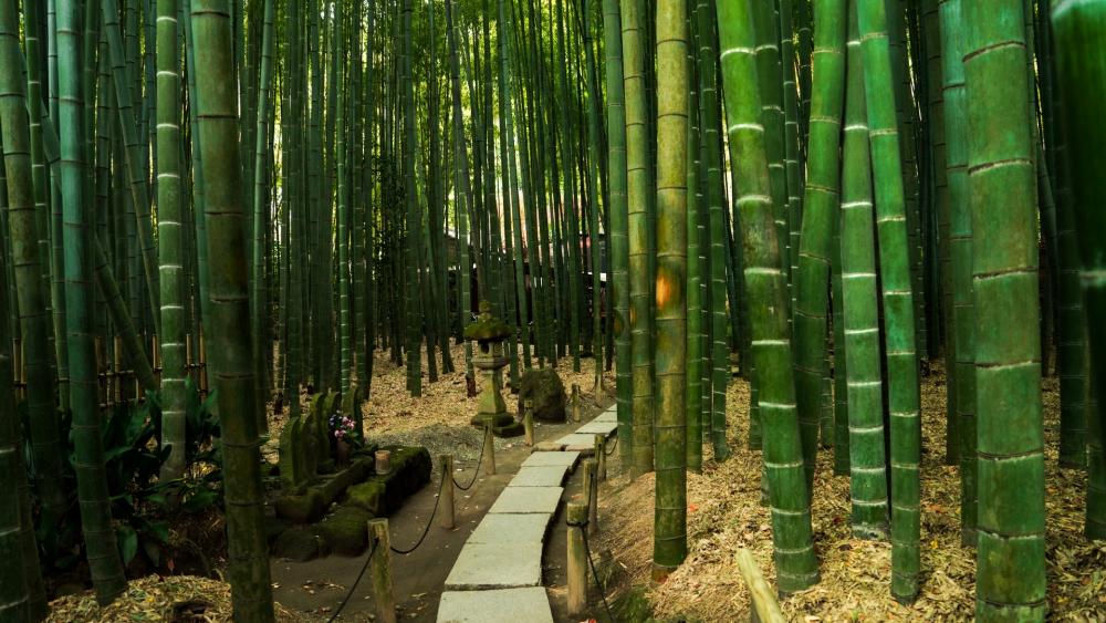 Boardwalk in Bamboo Forest wallpaper