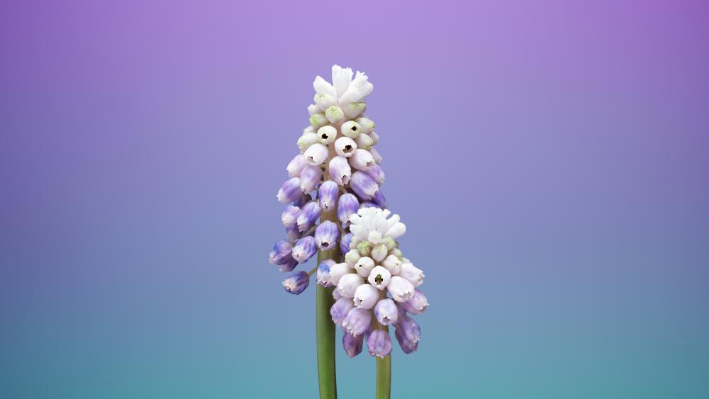 Muscari / Grape Hyacinth wallpaper