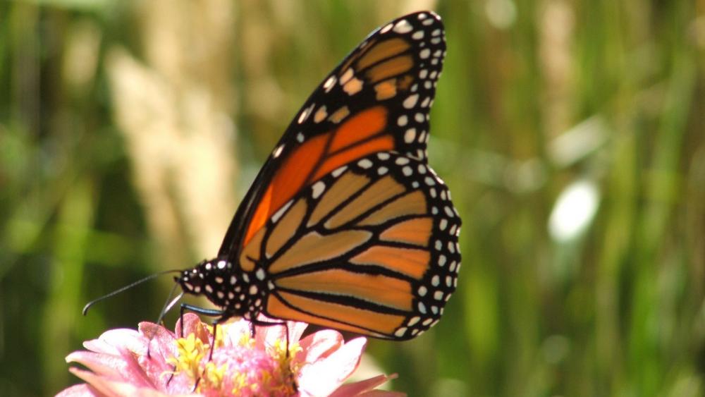 Monarch butterfly wallpaper