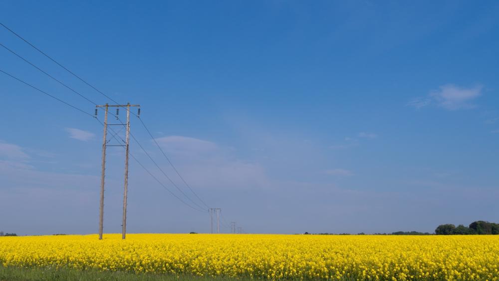 Vibrant Yellow Fields Under a Clear Sky wallpaper
