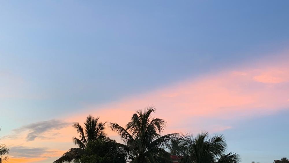 Tranquil Palm Sunset Sky wallpaper