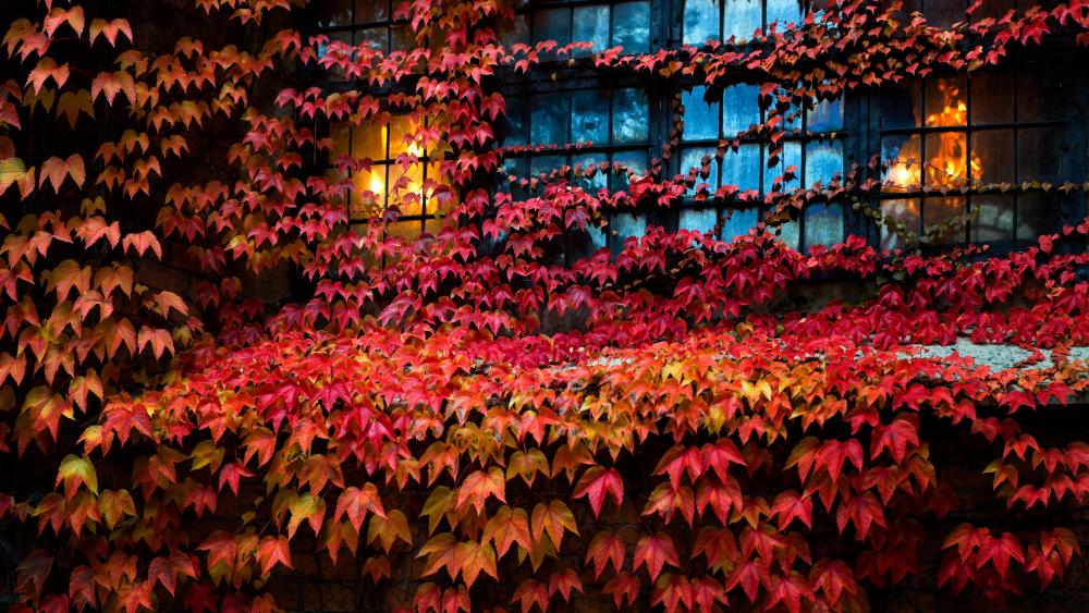 Red Virginia creeper leaves wallpaper
