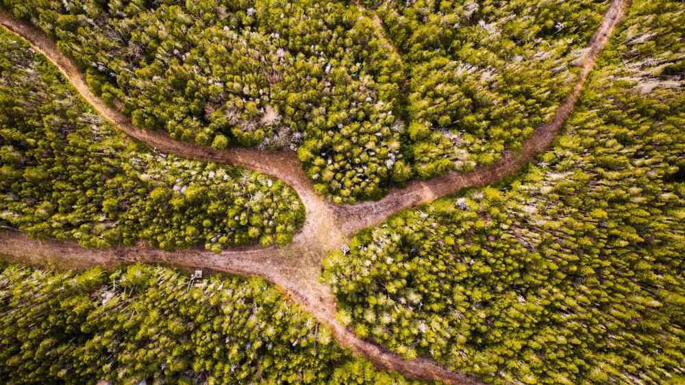 Dirt road junction from above wallpaper