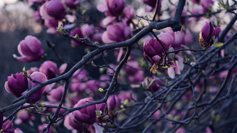 Purple magnolia tree wallpaper