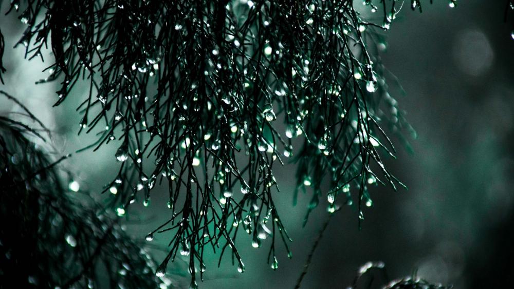Glistening Water Drops On Emerald Needles wallpaper