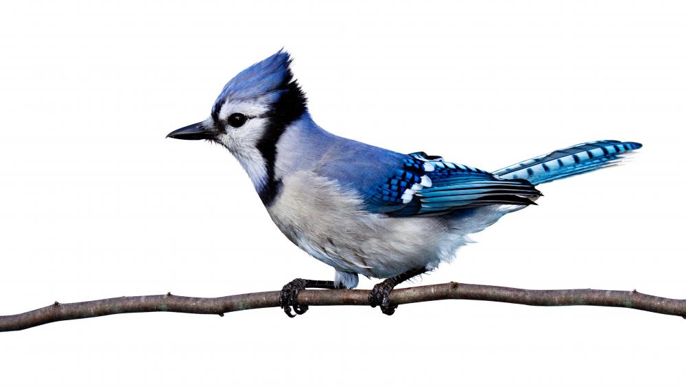 Blue Jay Bird on a twig wallpaper