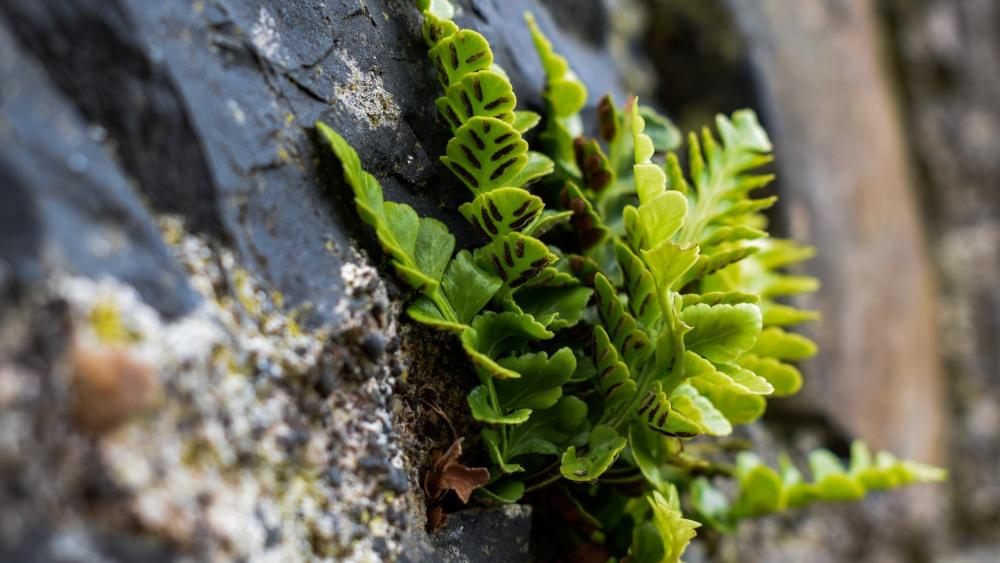 Lush Green Ferns Amidst Rocky Texture wallpaper