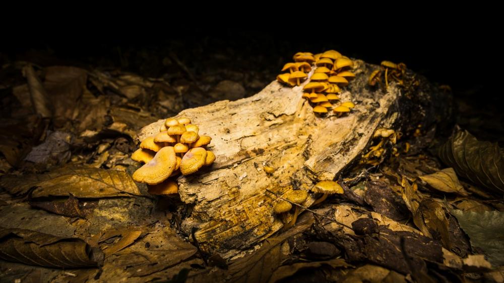 Golden Mushrooms on a Fallen Log in the Forest wallpaper