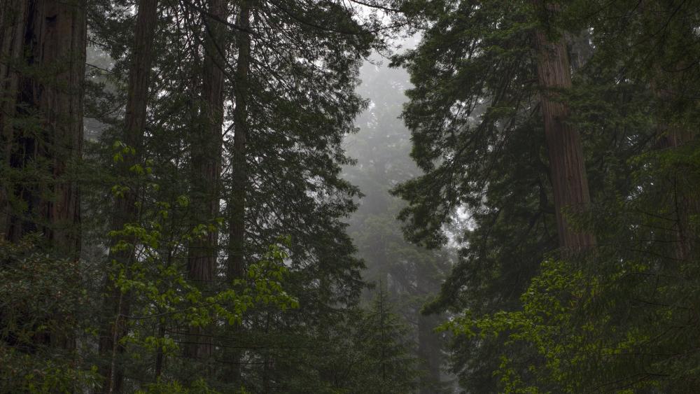 Serene Misty Forest Retreat wallpaper