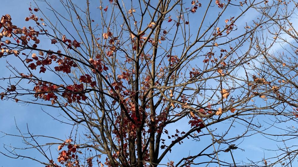Autumn Branches Against Blue Sky wallpaper