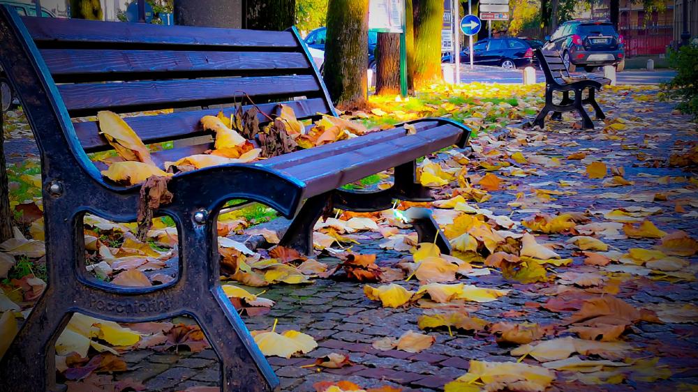 Autumn Serenity in the City Park wallpaper