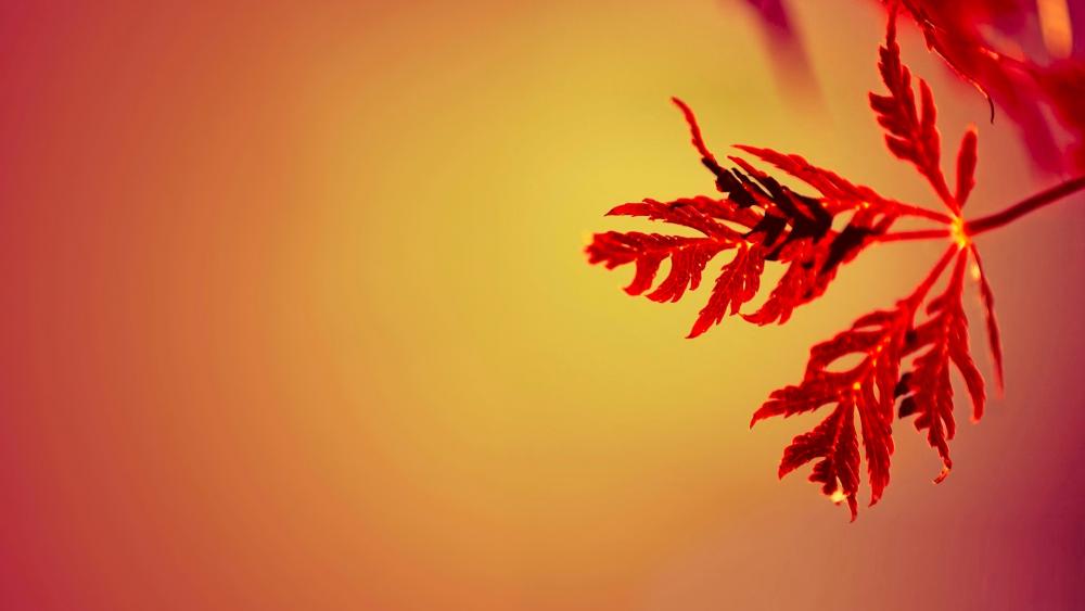 Red leaf wallpaper