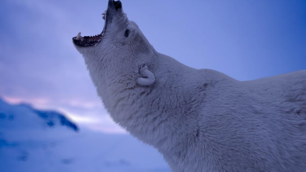 Roaring polar bear wallpaper