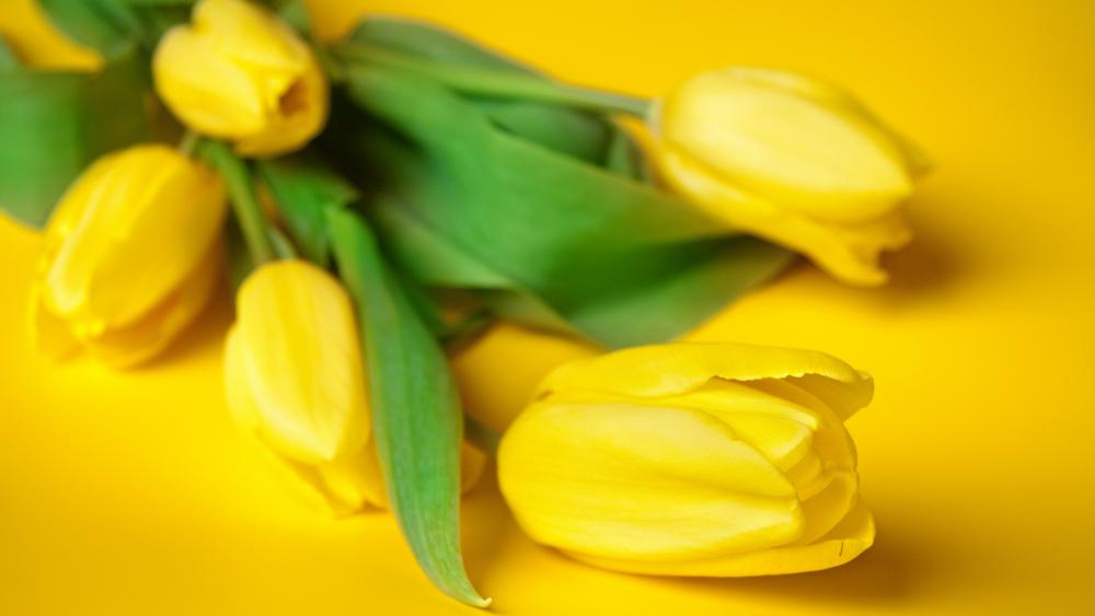 Yellow tulips wallpaper