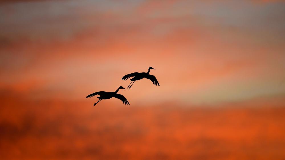 Flying birds silhouette wallpaper
