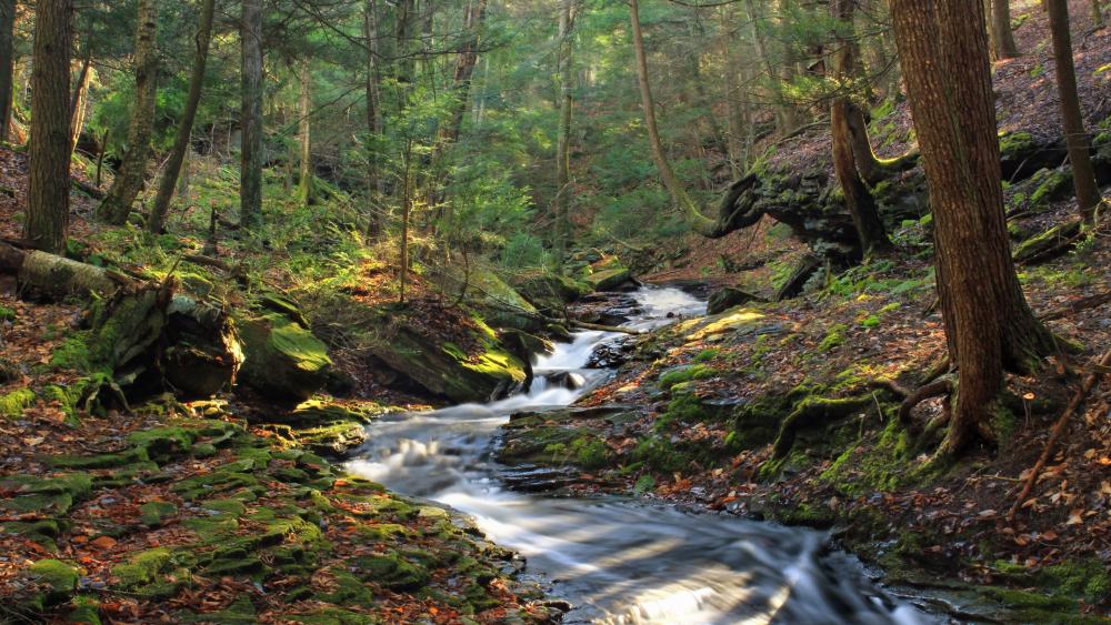 Enchanted Forest Stream wallpaper