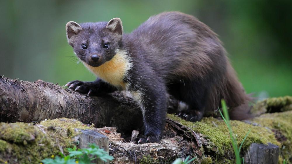 Marten in Natural Habitat wallpaper