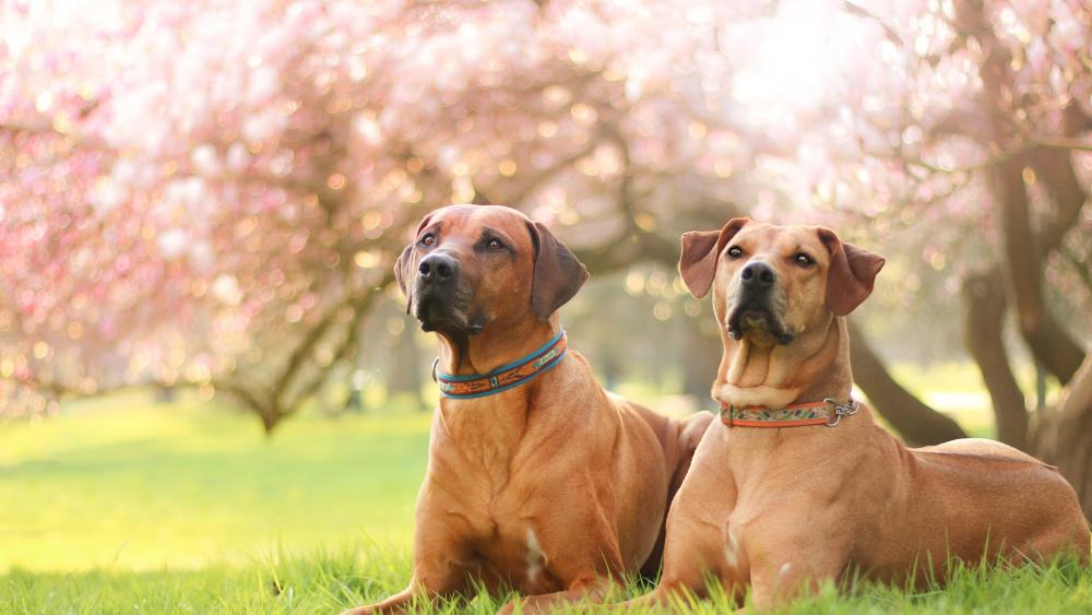 Rhodesian Ridgeback wallpaper