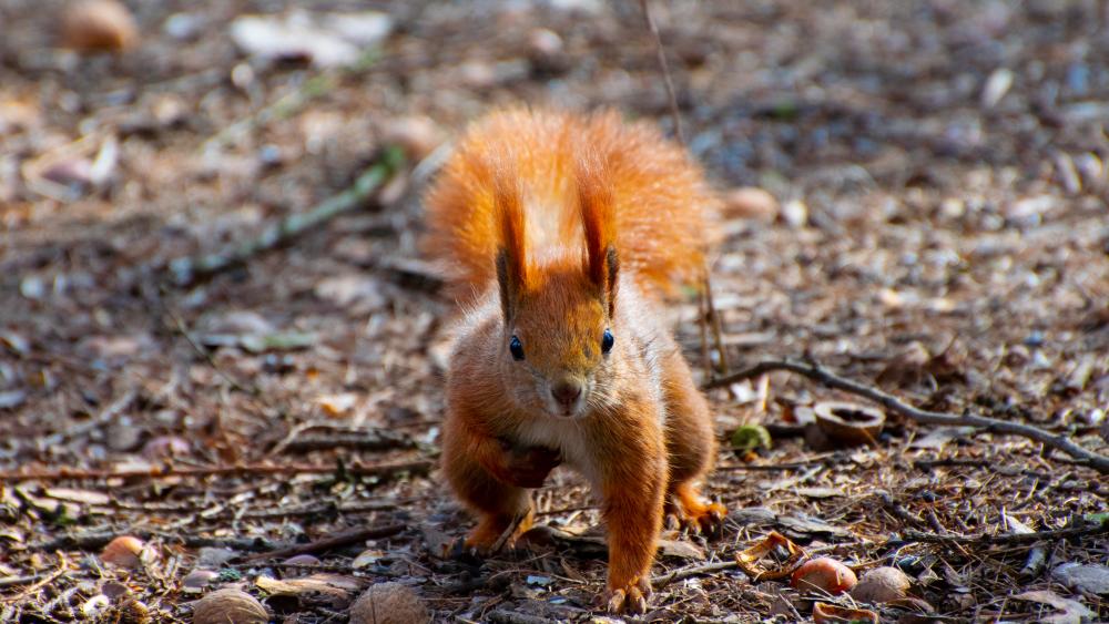 red squirrel wallpaper