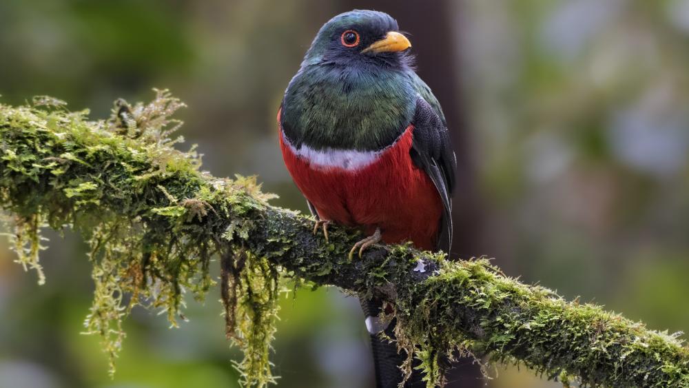 Bird on a mossy twig wallpaper