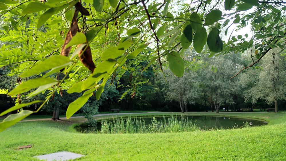 Serene Reflections of Nature in a Park wallpaper