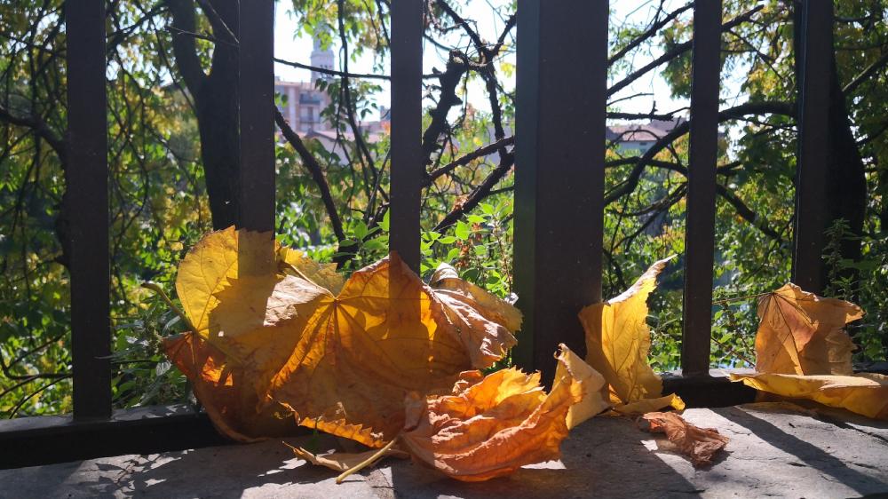 Autumn Leaves Glowing in the Sunlight wallpaper