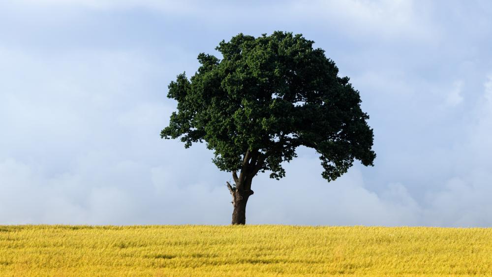 Solitary Tree on a Golden Plain wallpaper
