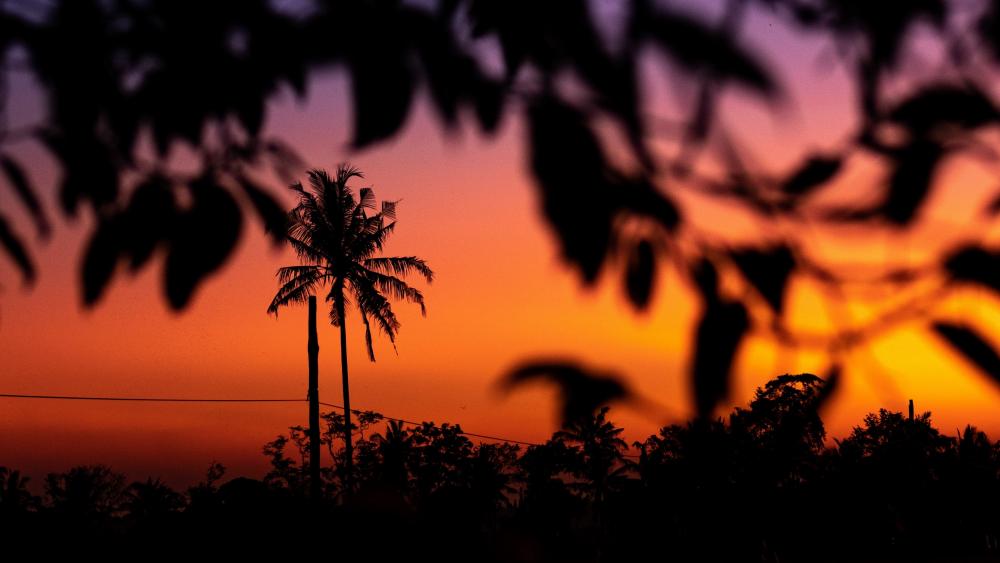 Tropical Sunset Serenity wallpaper